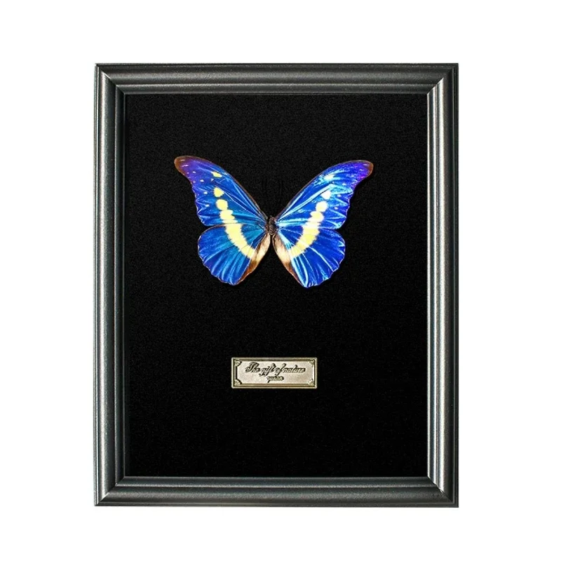 Butterfly exquisite handmade simple specimen display frame ornament
