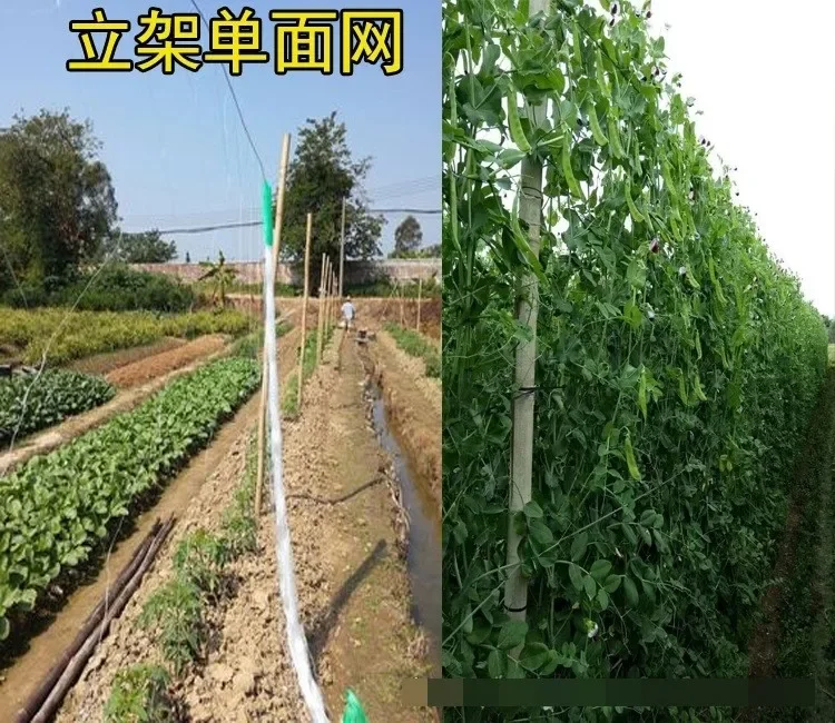 Plants, climbing nets, horticulture, planting, climbing nets, agricultural use