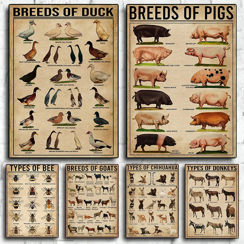 Funny Duck Donkeys Goats Pigs Animal Breeds Chart Posters Canvas Painting Vintage Wall Art For Living Room Home Decoration Mural