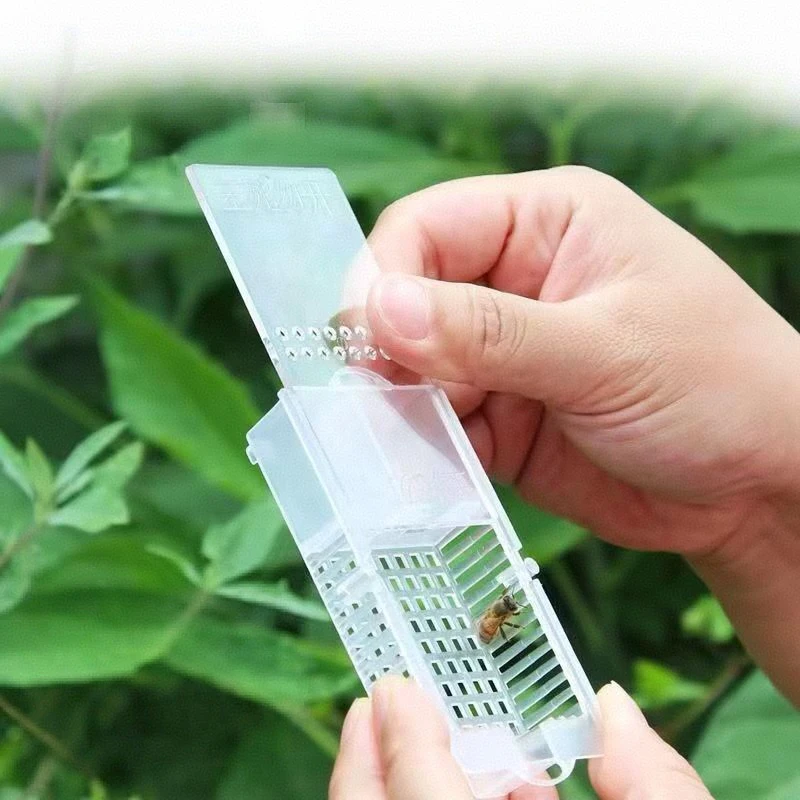 Beekeeping Bees Transparent Queen Cages, Bee Queen Transport Cages, Apiculture Insect Beehive Rearing Prisoner King Cage 10 Pcs