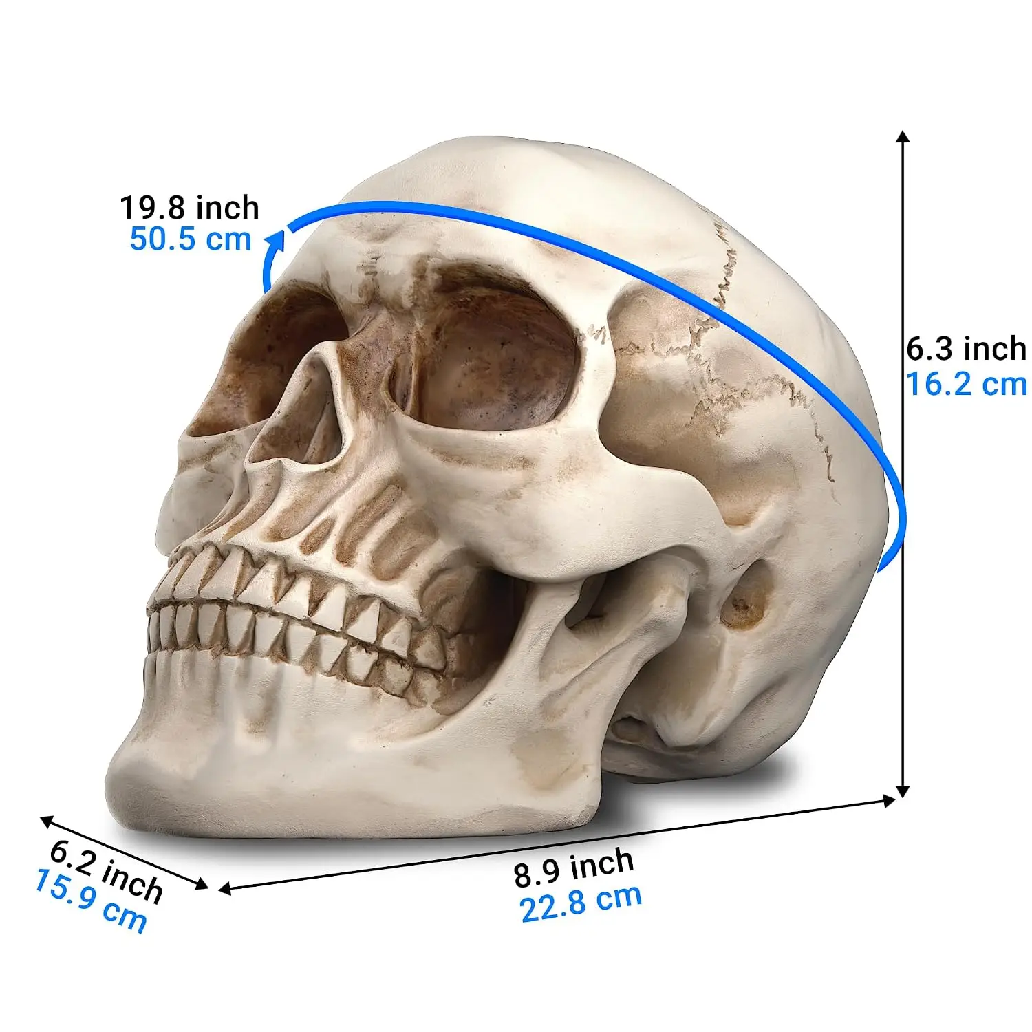 Halloween Skull Head, Life Size Resin Skull, Large Size Adult Skull Head Model for Home Decoration, Halloween Skull, Customized