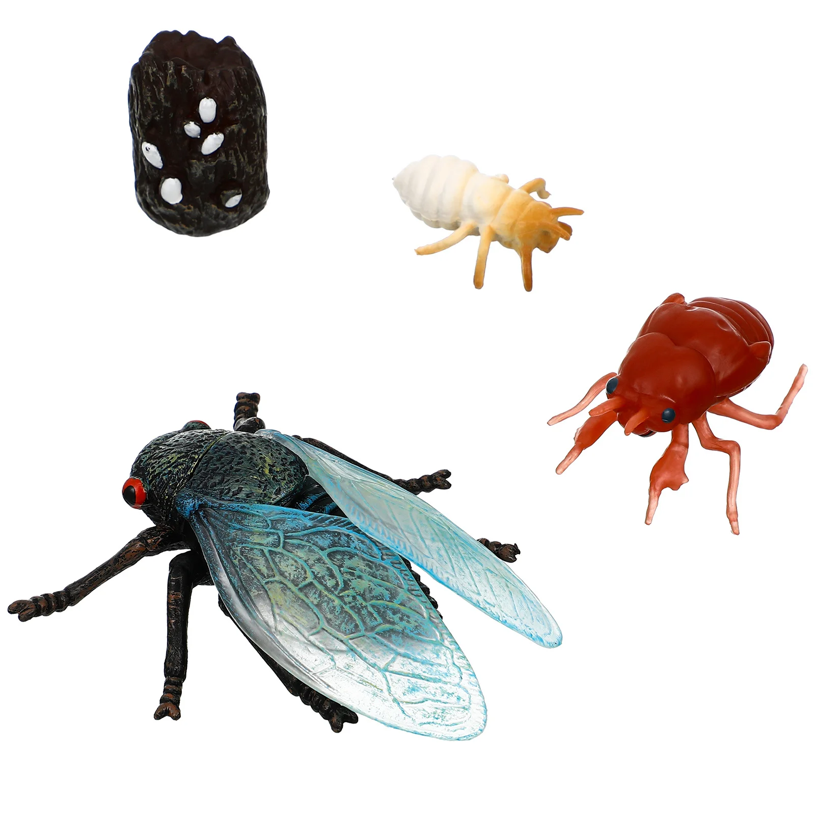 1Set Cicada Life Cycle Simulation Insect Educational Decoration Learning Insect Development Science Awareness Cicada Figurine