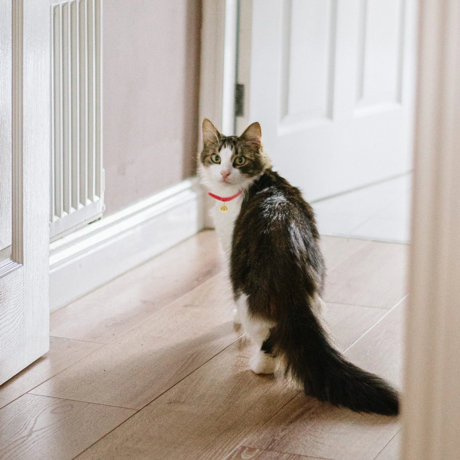 

Adjustable Pet Collar 15-40Cm Red Handwoven Rope Breakaway Design With Fortune Bell For Cats Small Dogs Decorative Cat Collar