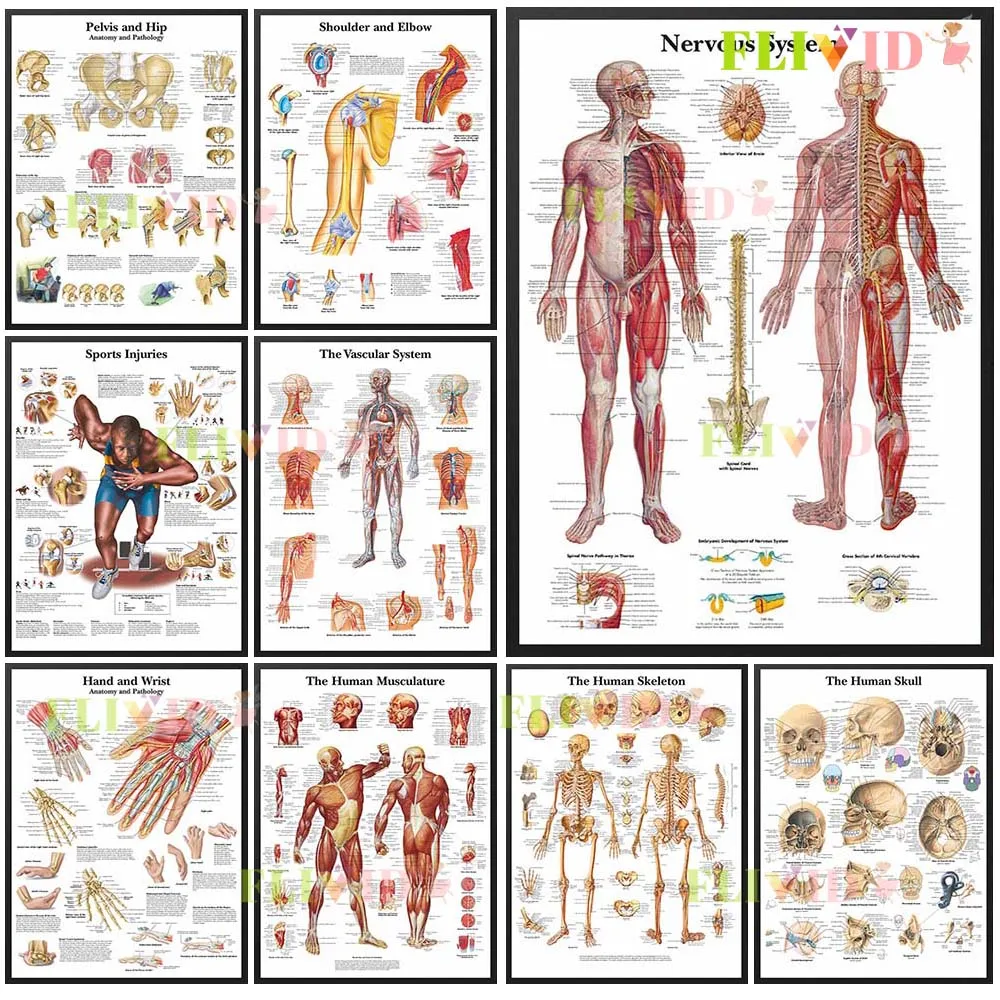 

Medical Science Anatomy Skeleton Bones Muscle Poster Wall Art Canvas Painting Home Decor Wall Pictures For Living Room Unframed