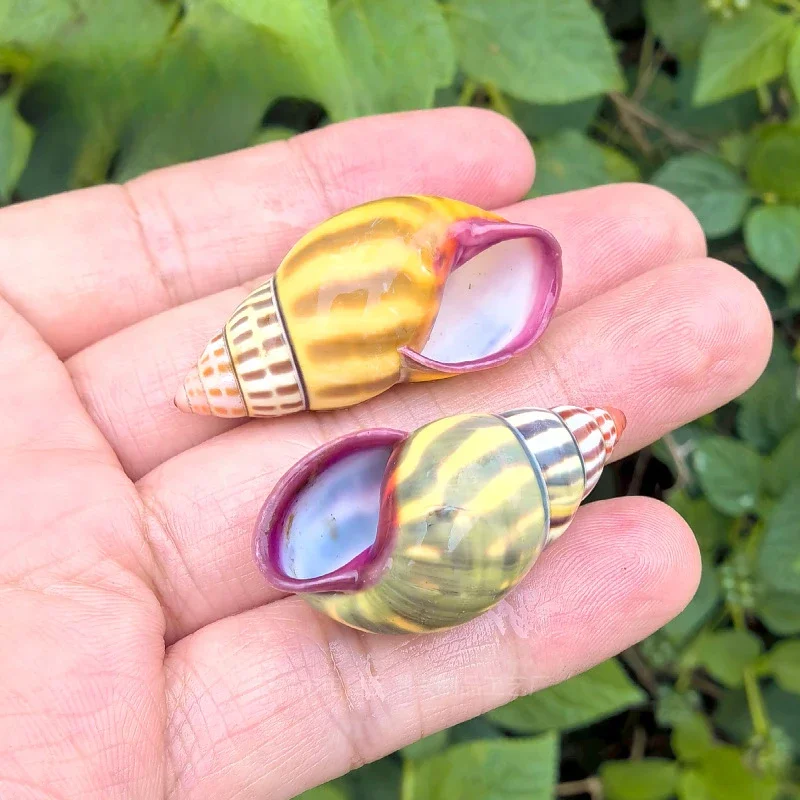 

4 Pcs Natural Flame Busumba Snail Seashell Sea Shells Home Decoration Accessories Aquarium Decoration Shell Decoration Crafts
