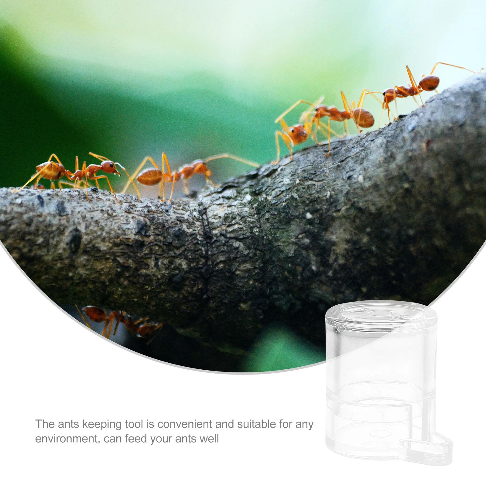 

Ant Water Feeder Ants Waterer Cup Containers Watering Tableware Pet Bowl Nest Feeding Area Acrylic