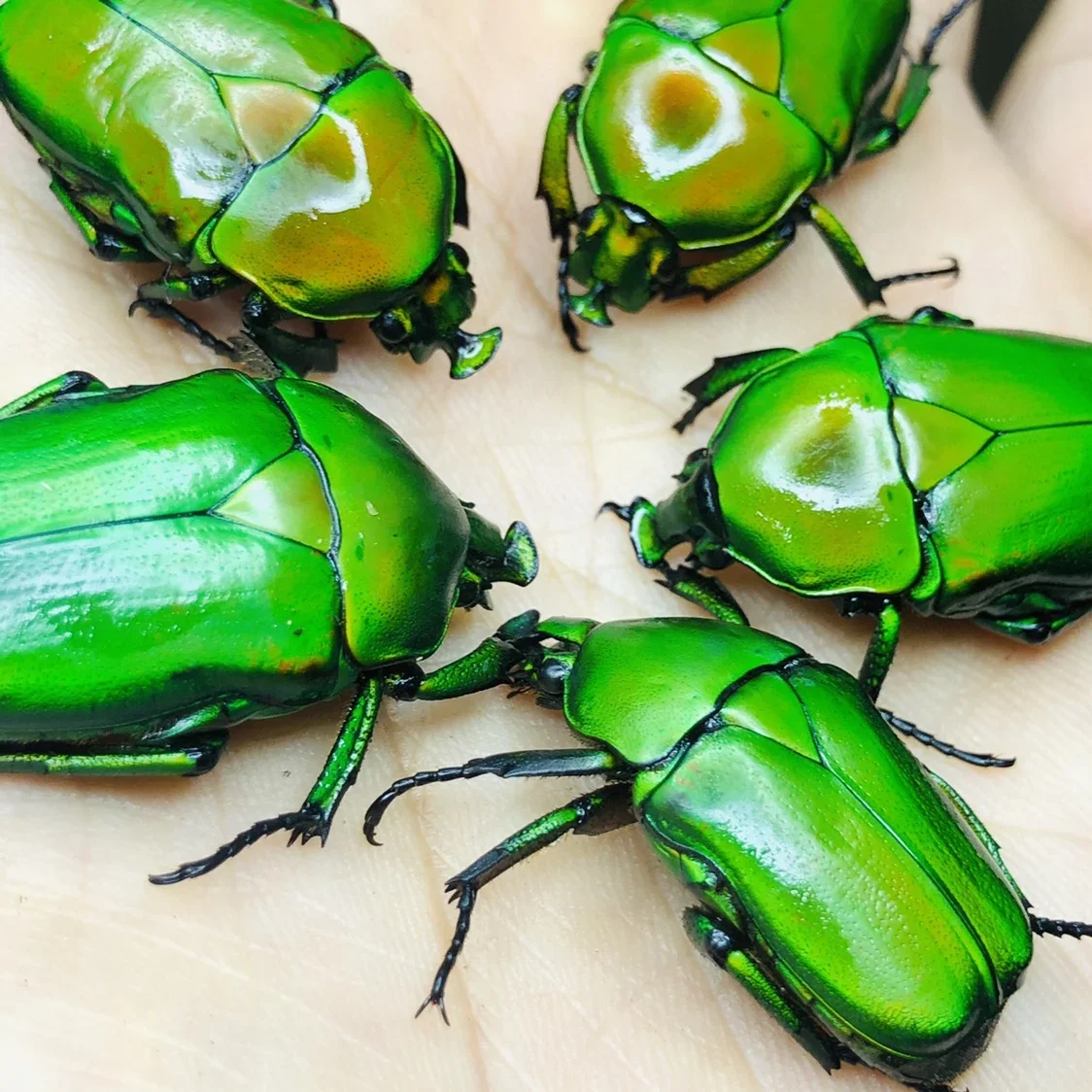 5PC Real Scarab Specimen Insect Beetle Artwork Mosaic Collection Science Education Home Decoration Statues for Decoration