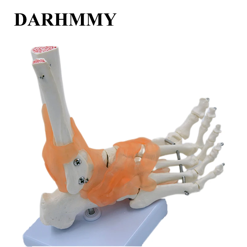 

DARHMMY Шарнирная модель скелета реальной жизни большой и маленькой стопы со связками для учебных целей