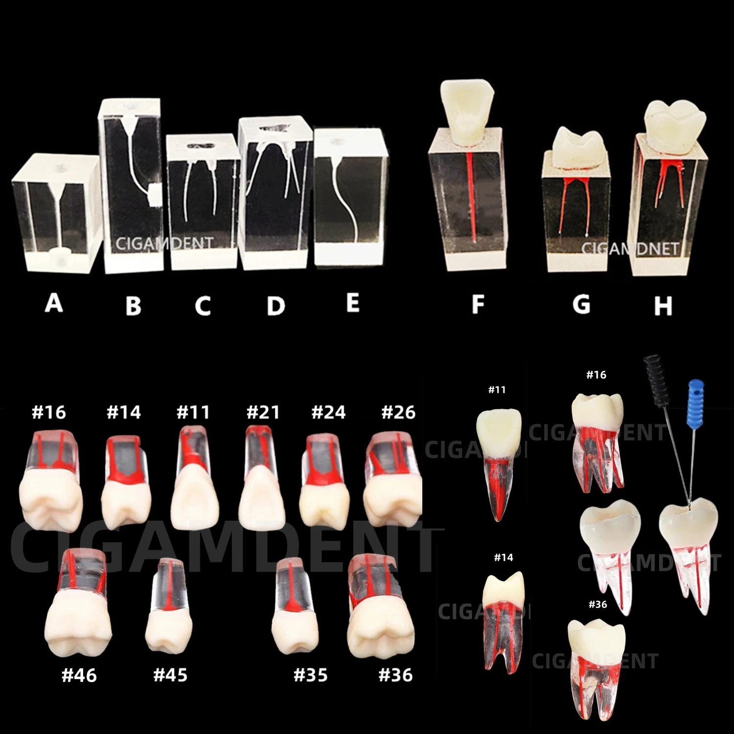 

Dental Model Endodontic Root Canal Block Practice Teeth Pulp Cavity Resin Study Endo Training Tooth RCT Demo Teaching