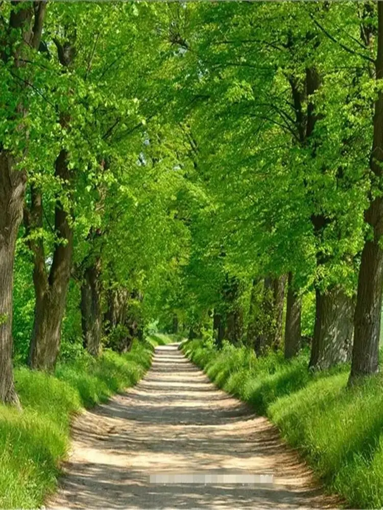 Aangepaste behang 3d Forest Avenue Big Tree landschap muurstickers woondecoratie berkenbos Ginkgo jungle decoratie muurschildering - afbeelding 2