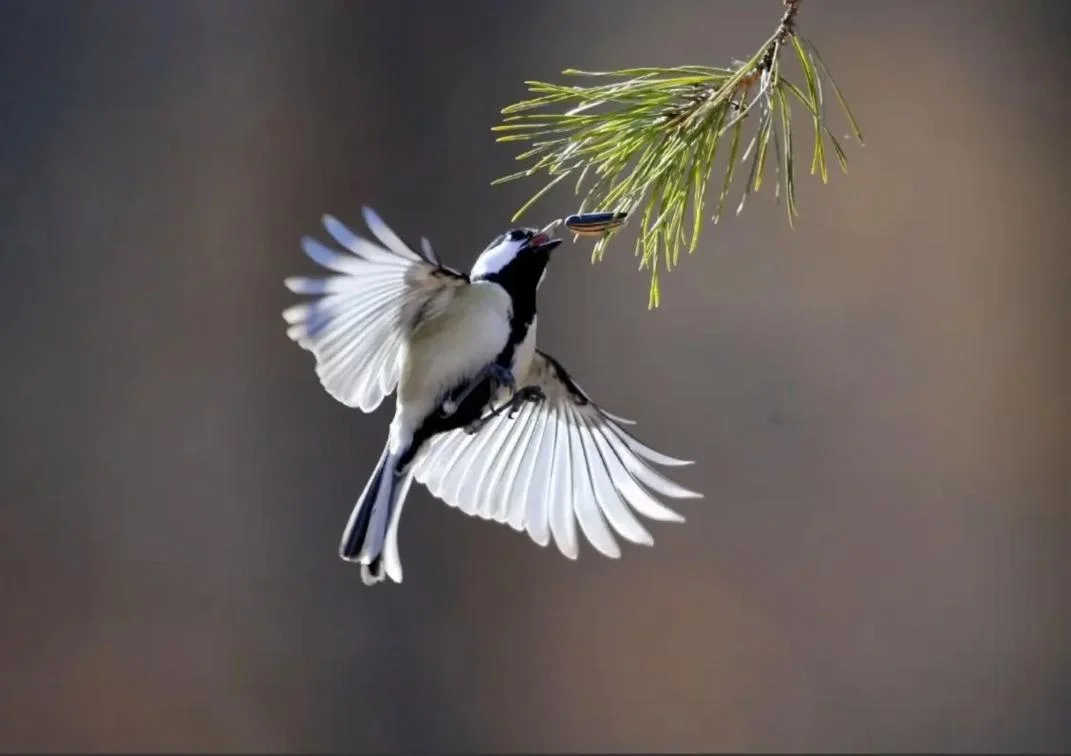 

For Audi A5 2017-2022 Car Accessories Manganese Steel Under Engine Guard Protection Device Engine Bonnets Hot Sale