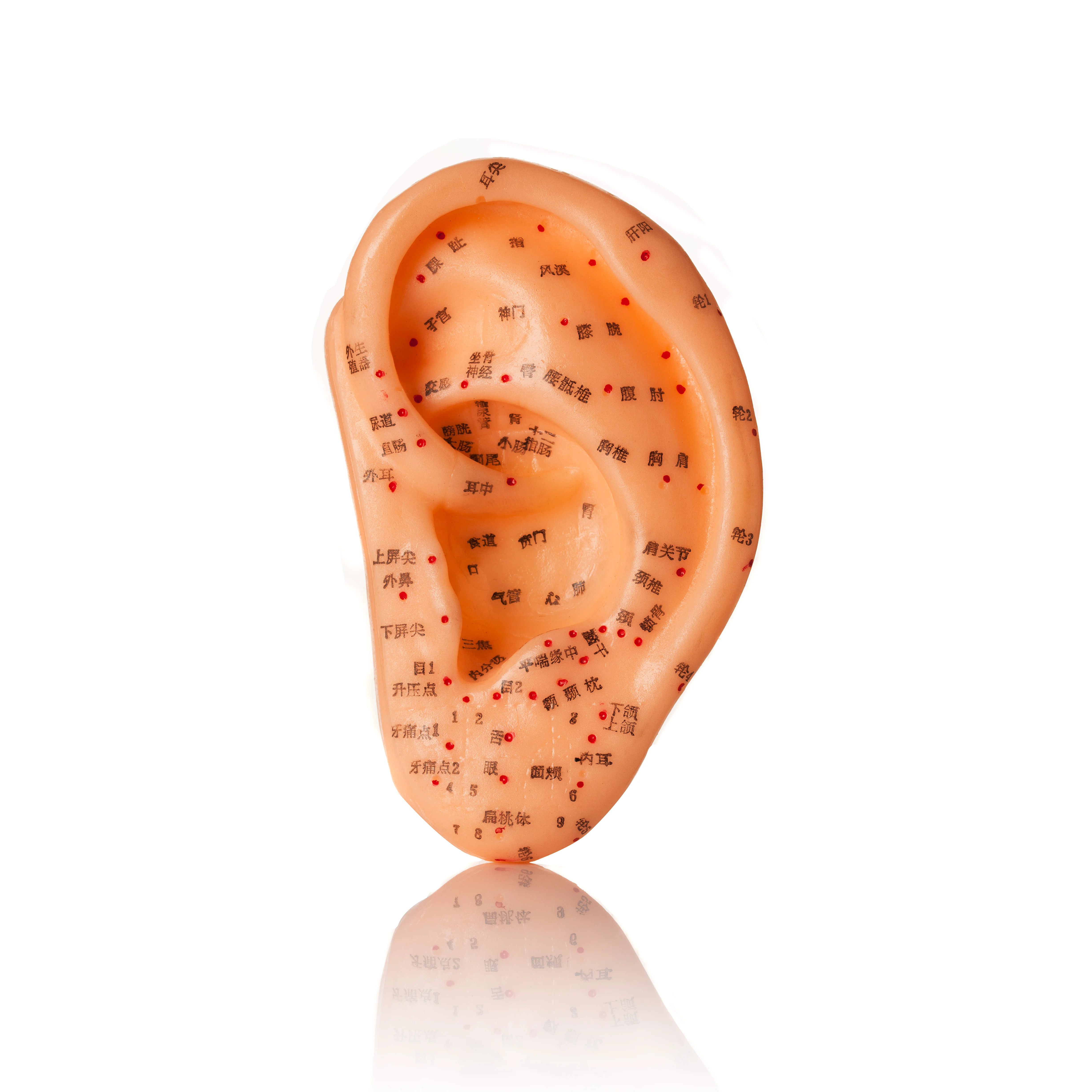 2025/Hwato Brand Ear Model