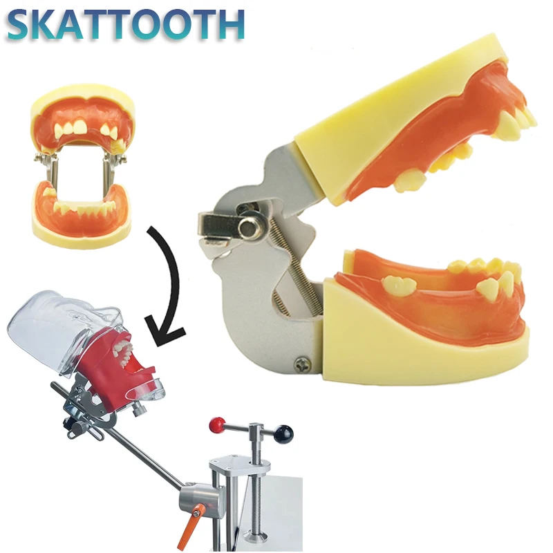 Dental Implant Practice Model Installed on Dental Simulator Phantom Head Model Dental Implant Model for Dentist Practice Study