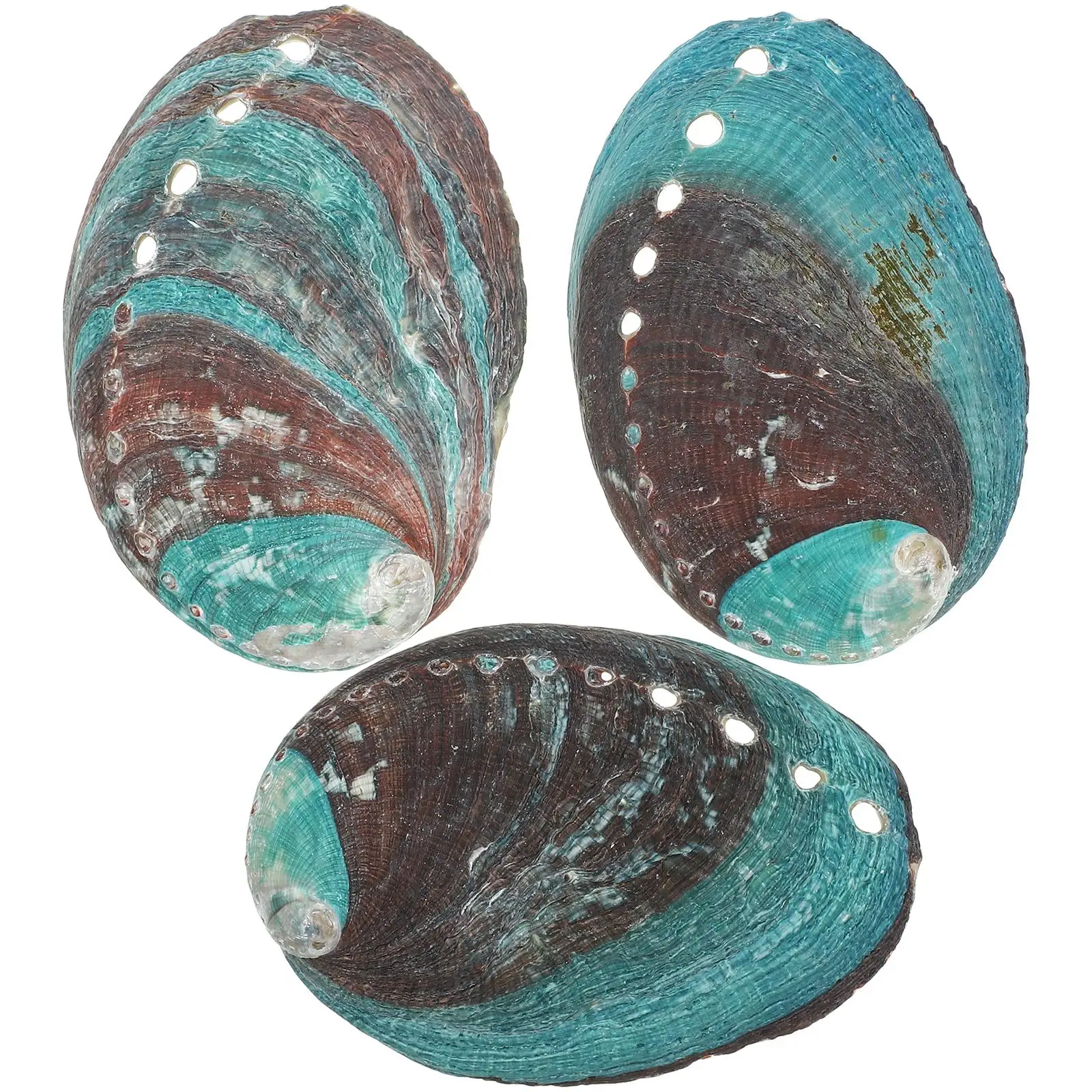 

3 Pcs Sink Tray Natural Shell Abalone Decorative Ornaments Decorations for Smudging Kit Smudge Bowl Holder