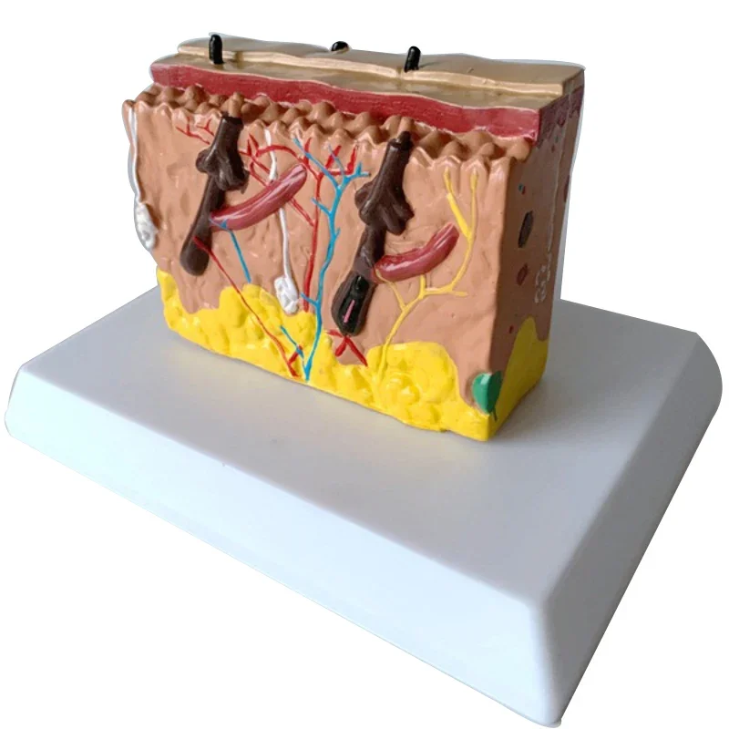 Enlarged Skin Anatomy Model - Skin Tissue Model for Education - Hair Skin Growth Process Demonstration Model