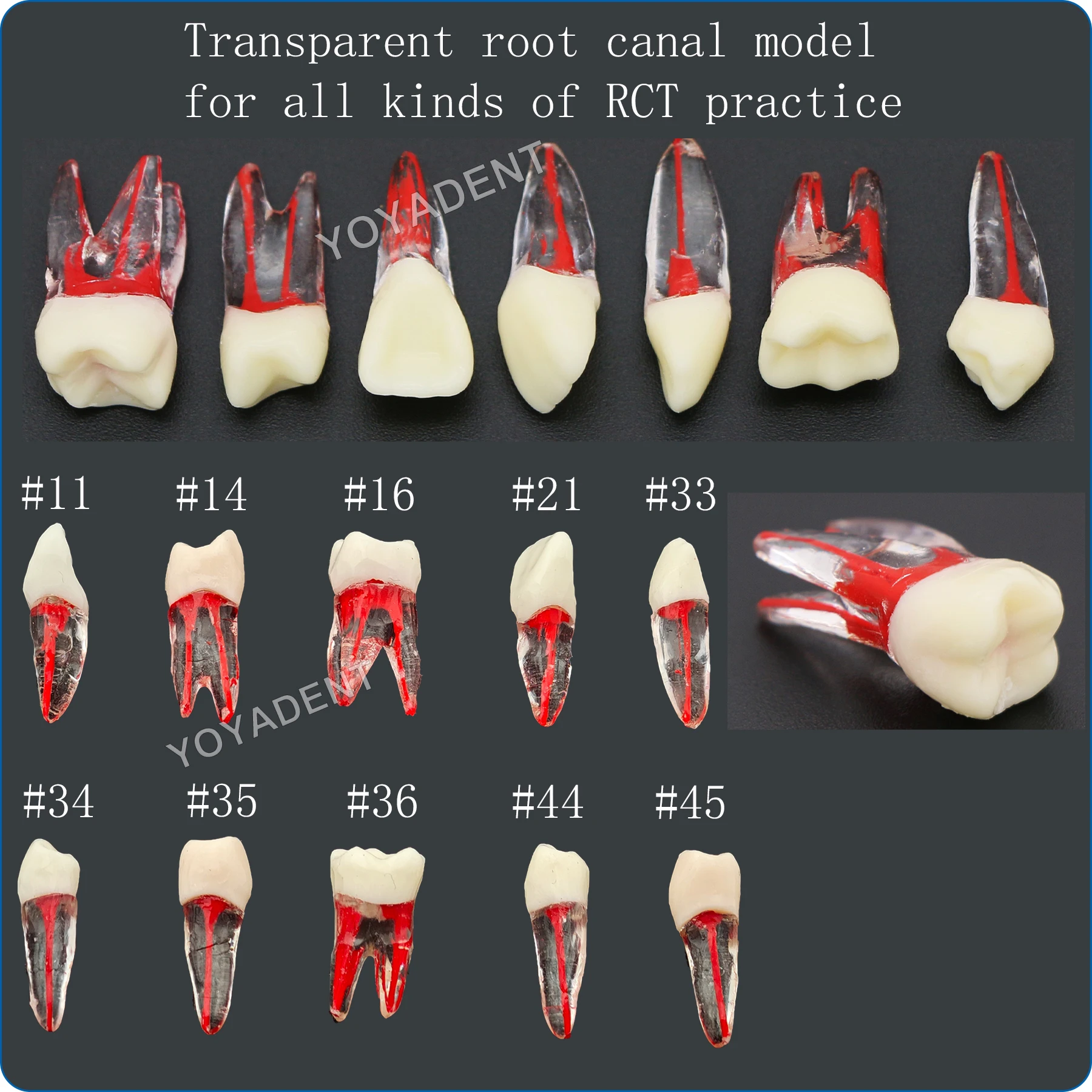 

Зубные зубы Смола Эндо Гранулы для зубов корневых каналов Практика RCT 1:1 Натуральный размер Подготовка полости Практика наполнения