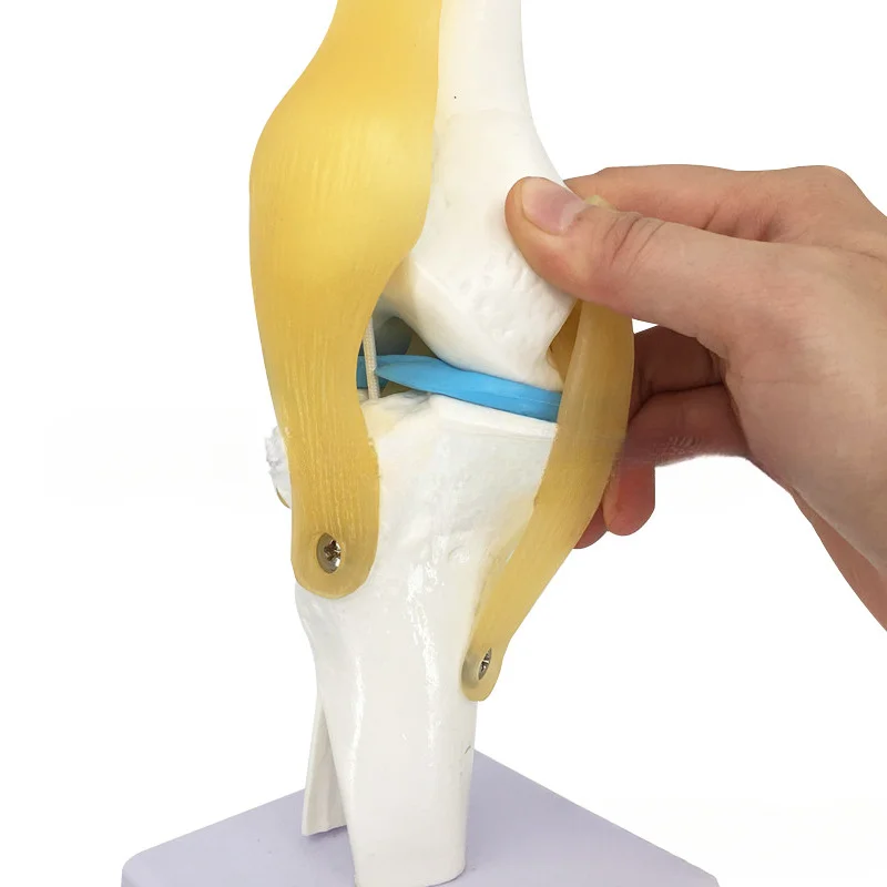1:1 Life-Size Human Knee Joint Anatomy Model with Ligaments & Patella, Medical Teaching Aid