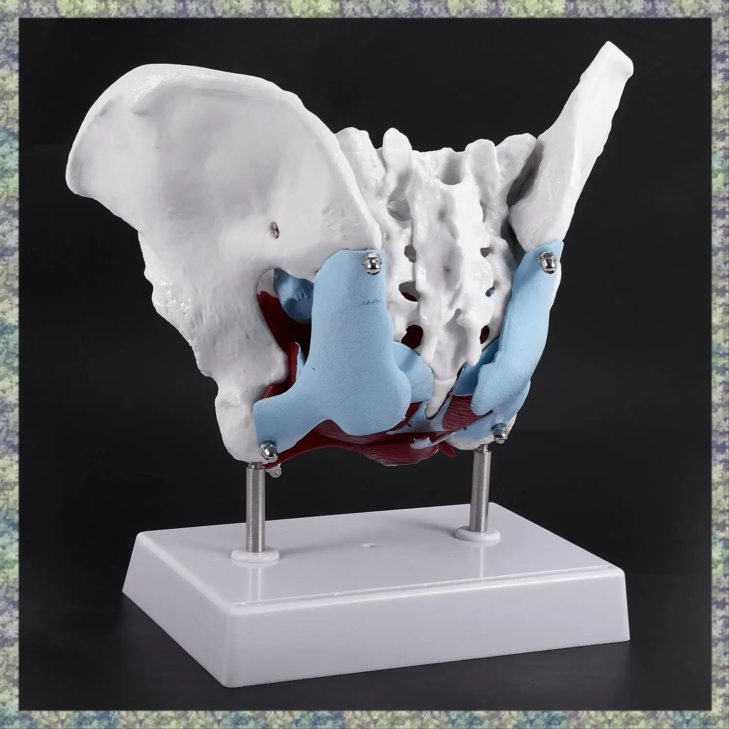 WON Female Pelvis And Reproductive Organs Model Female Bladder Pelvic Floor Muscle Rehabilitation Anatomical Model