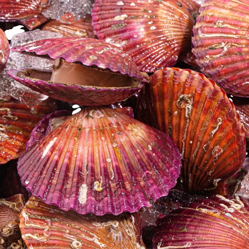 [خصم إضافي بدون هامش] Tongyeong No.1 درجة المأكولات البحرية دني البحر الأحمر عالي الضغط مغسول 2/3/5 كجم