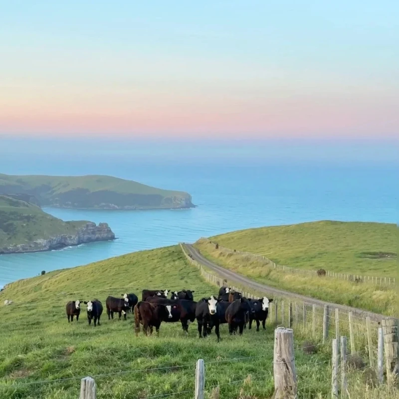 

GEPRC MATEN 5.8G 2.5W VTX - 72CH 7 - 36V FPV RC Transmitter With Pit Model