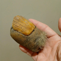 Bigfoot Toe Sasquatch New Funny Resin Toe Home Ornaments Creative Realistic Big Toe Statue Resin Decoration Gifts Practical Joke