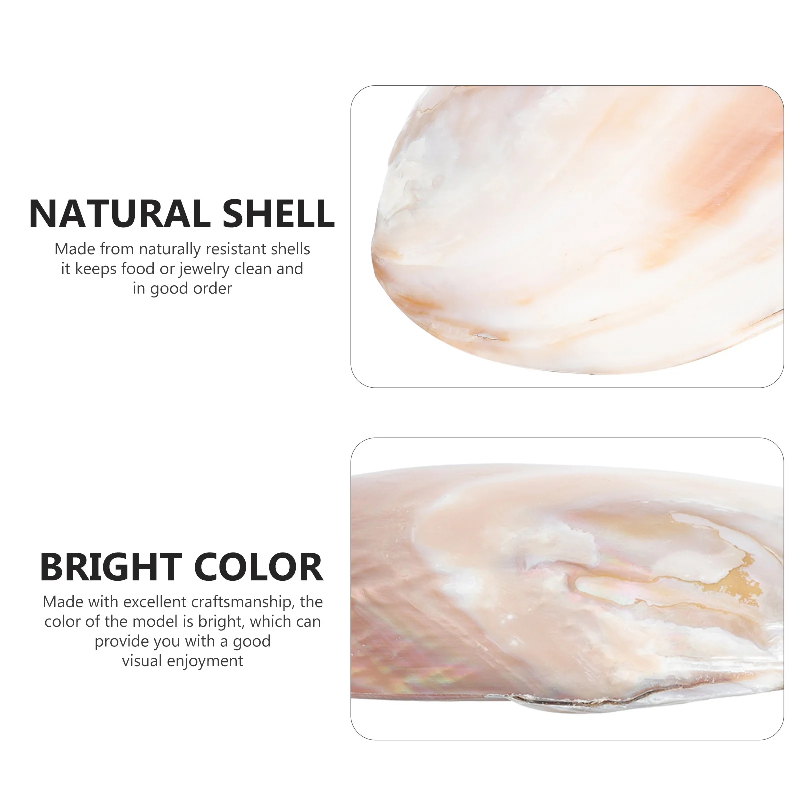 

1Pcs Natural Shell Decoration Conch Food Plate Scraper Board Random Color for Home Cafe Office Decor Unique Shell Serving Tray
