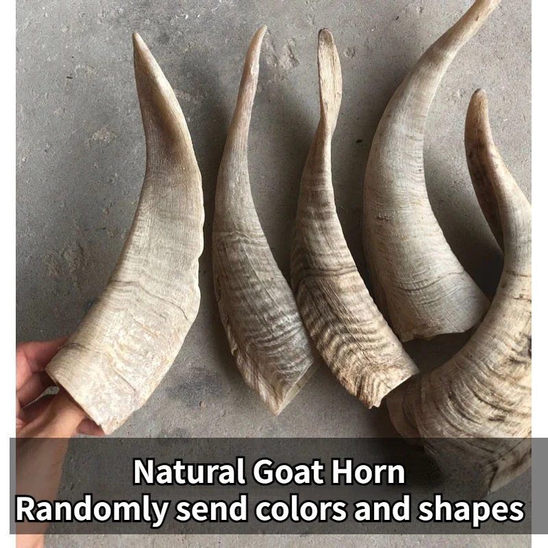 1PC Natural Goat Horn Hollow Original Corner DIY Craft Decoration Home Decoration Collection Statue Taxidermy