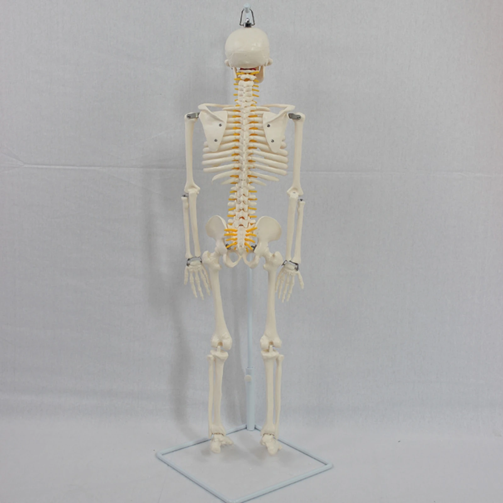 Skeleton Model with Stand Anatomical Human Skeleton Model Anatomy Model Soft Mini for Teachers, Classroom, Medical Office