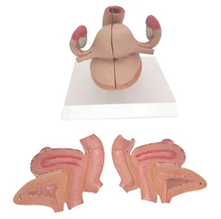 Uterus Anatomical Model Medical Science Uterine Anatomy Simulator Educational Teaching Aids for Medicine College Biology and Hos