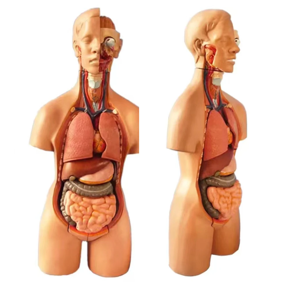 

Big 55cm19Parts Assembled Anatomy Body Medical Human Torso Model Bisexual Anatomical Models Assembly Science Educational Toys