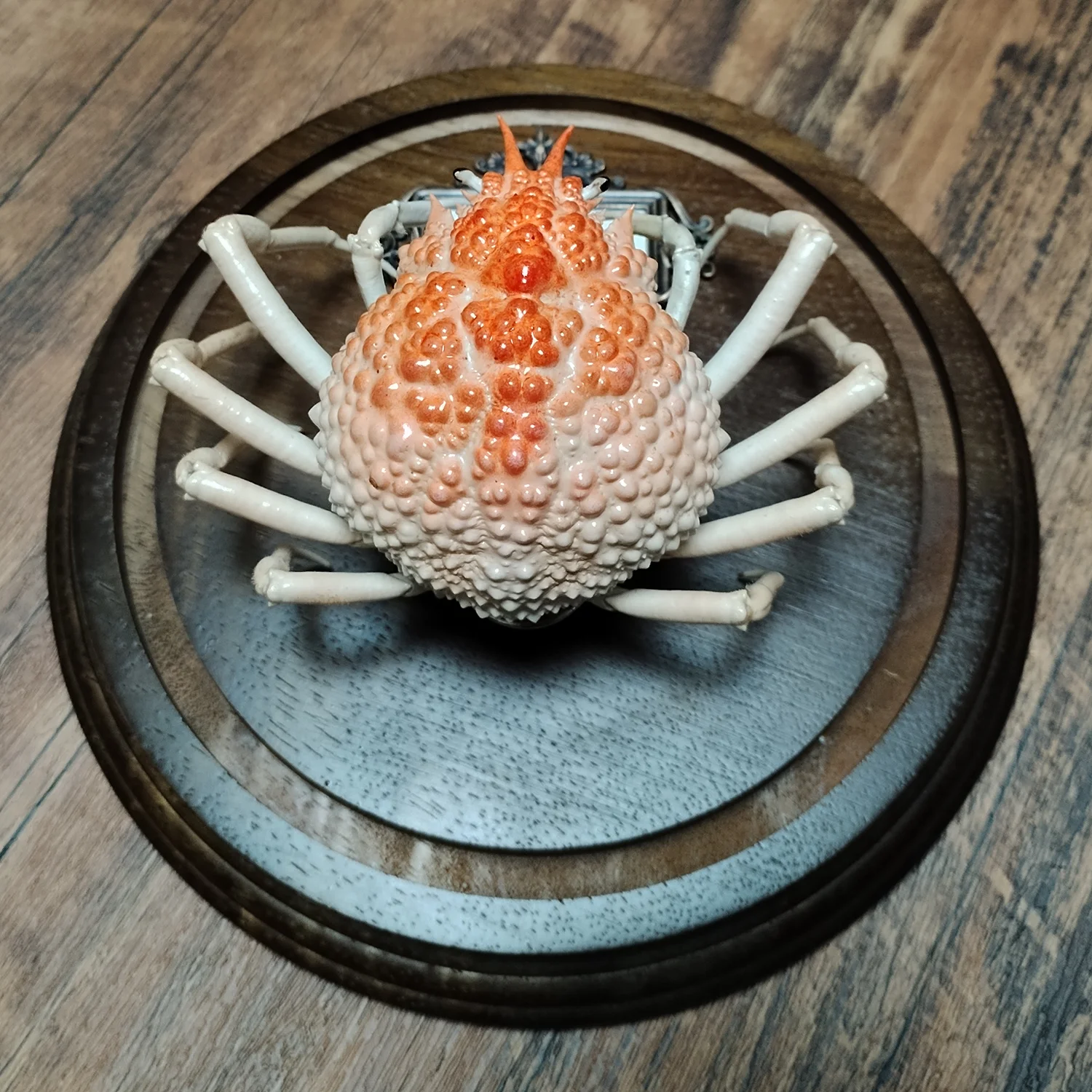 Taxidermia Real de Cangrejo Maja Kominatoensis con Cubierta de Cristal, Espécimen de Cangrejo Araña, Coleccionables Hechos a Mano, Artesanías, Educación Científica