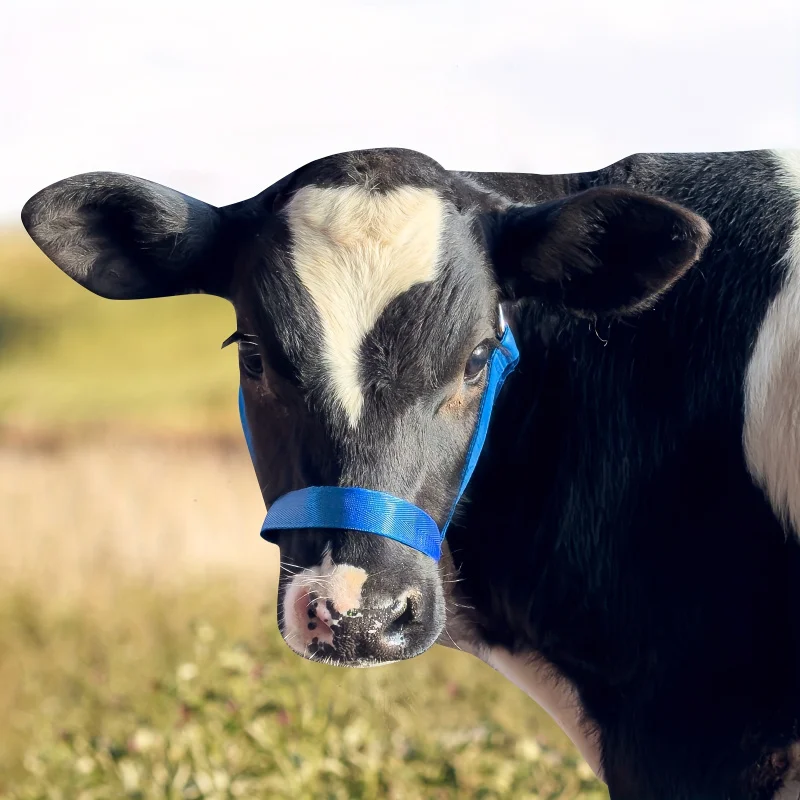 

Universal Adjustable Nylon Halter & Lead Rope for Cows, Goats, Donkeys - Comfortable, Durable & Weather-Resistant for All Sizes