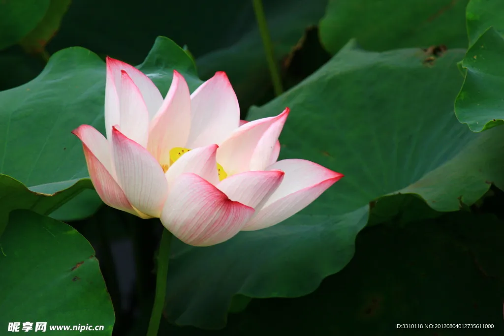 

4pcs 1/8 1/10 HPI Raptor CNE DRX Kaishima Carisma Remote Control RC Tire Rally Universal