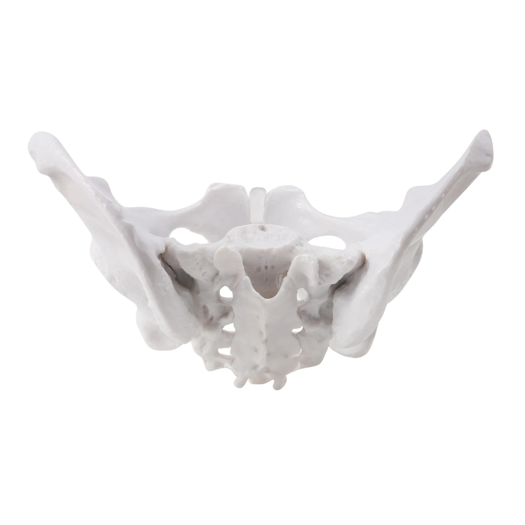 

Female Pelvis Human Skeleton Model Specimen Hip Skeleton Anatomy Tool School Used Pubis Skeleton