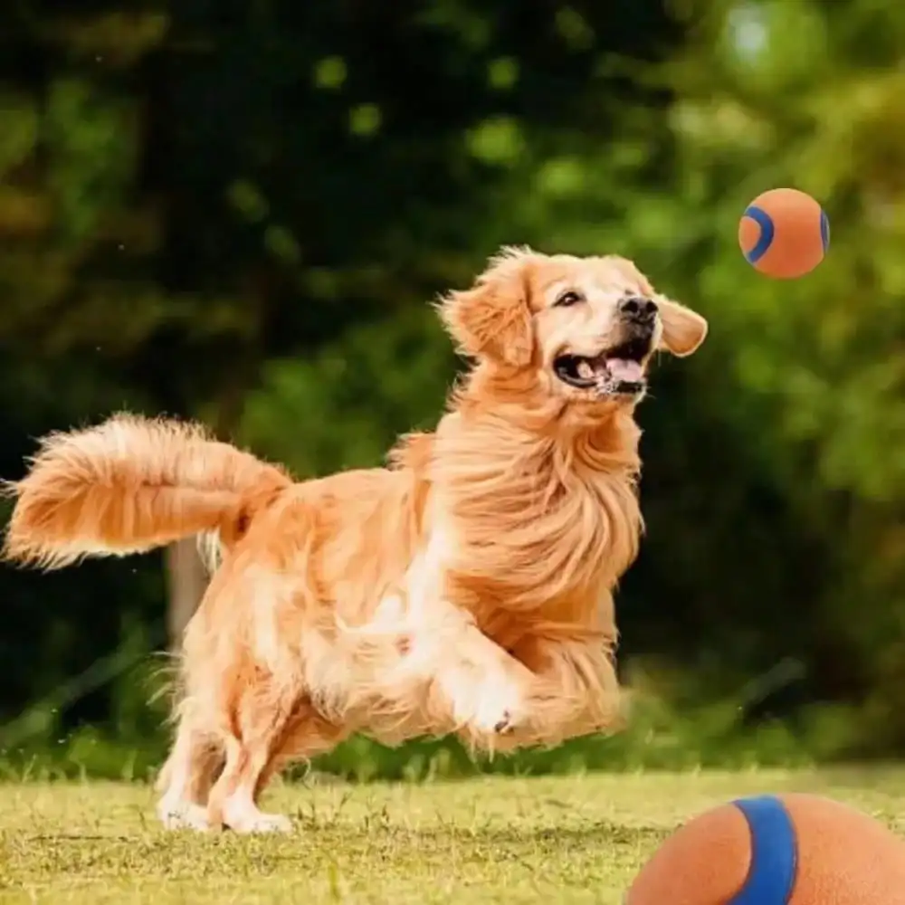 Thumbnail 2 - #26 Dog Balls Comparison Guide