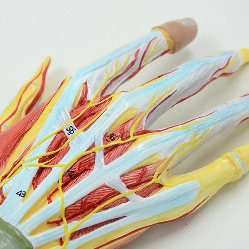 Anatomical Hand Skeleton Model With Muscles, Ligaments, Nerves And Blood Vessels, Hand Bone Muscle Teaching Aids