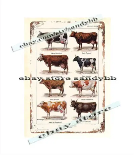 Cows Breeds farm ranch barn livestock cattle metal tin sign trendy home decor-Aluminum