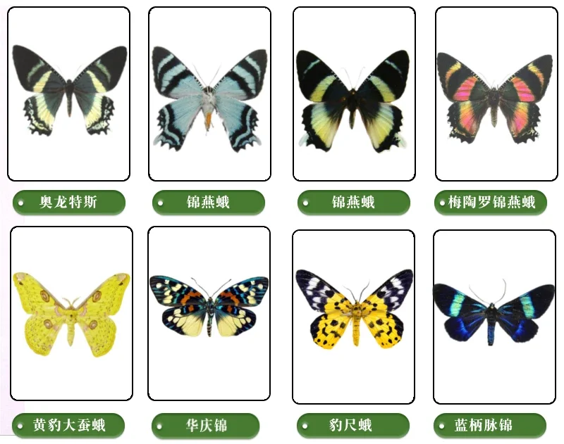 Real moth specimen Lepidoptera Real insect specimen teaching and research Collection of decoration crafts statues for decoration