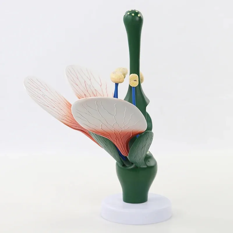 8X الموسع انفصال زهر الخوخ نموذج زهرة ديكوتيلدون هيكل النبات معدات تدريس علم الأحياء التشريحية