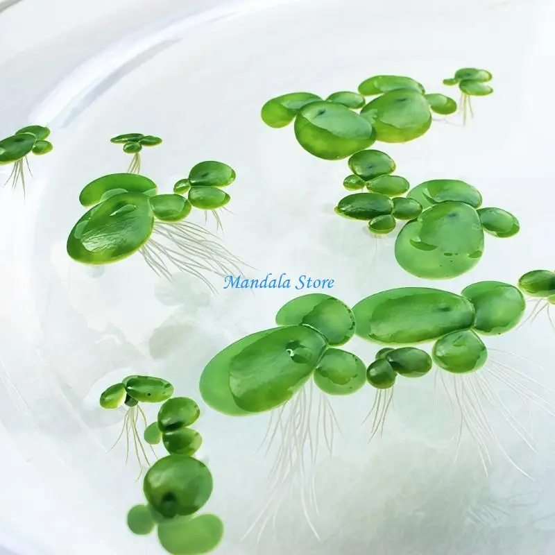 

U2JC Realistic Artificial Floating Duckweed Aquarium Decors For Fish Tanks Water Plan
