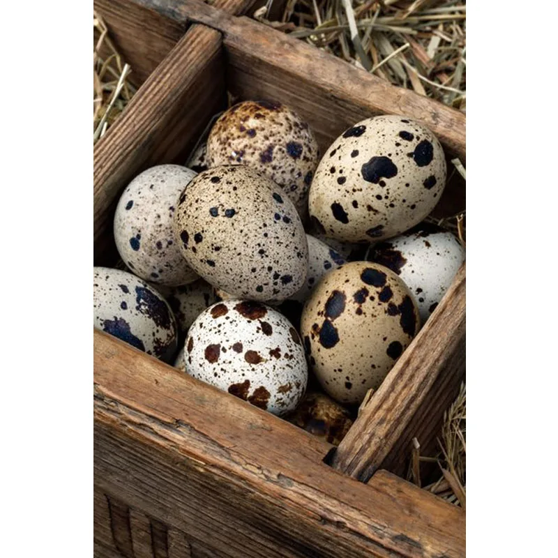 Semi Automatic Quail Egg Peeler Machine Commercial Electric Quail Eggs Peeler Quail Egg Sheller Peeling Machine