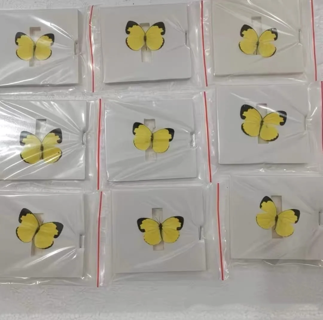 6-100 قطعة عينات الفراشة الحقيقية (يورما هيكابي)