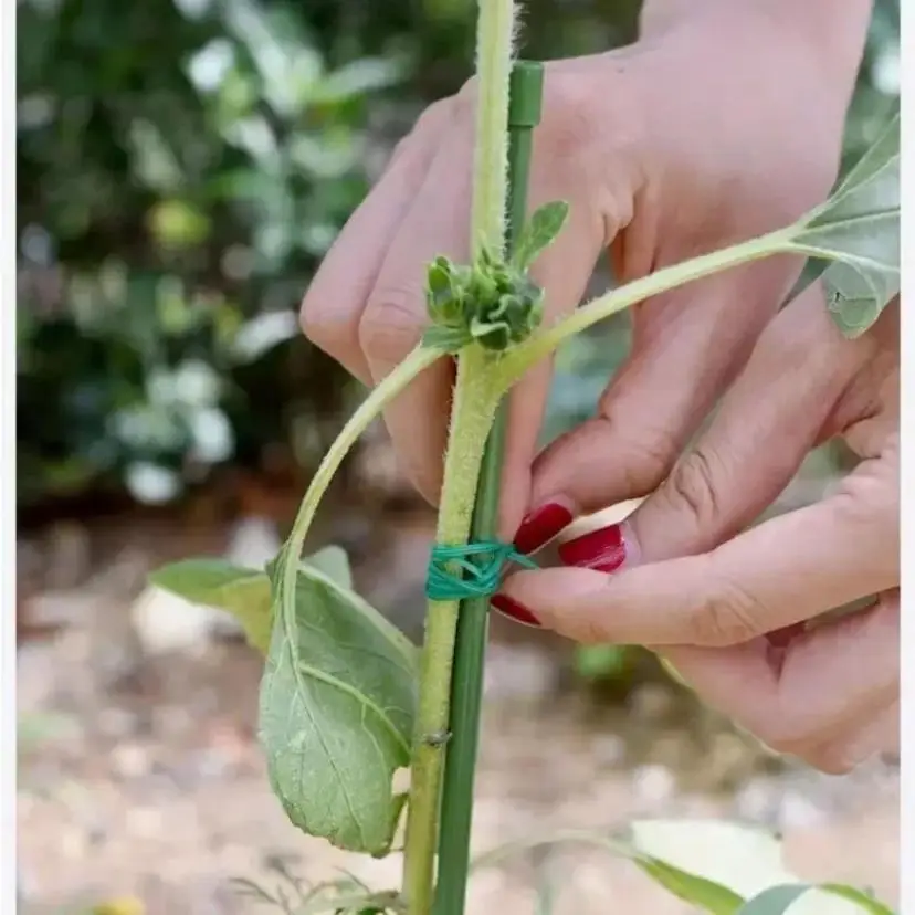 50/100M Gardening Zip Ties Cutting Zip Ties Climbing Vine Plants Fixing Ropes Tying Ties Flower Knot Brackets
