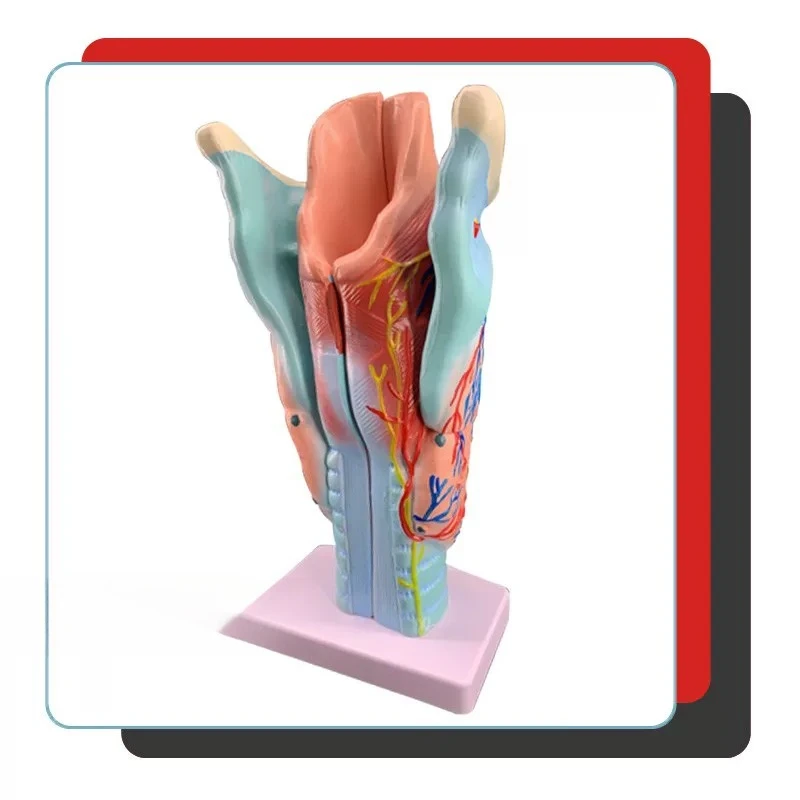 Throat Model Throat Anatomy 2 Times Enlargement Specimen Throat Bloods Vessels Thyroid Adam's Head Hospital Teaching Model
