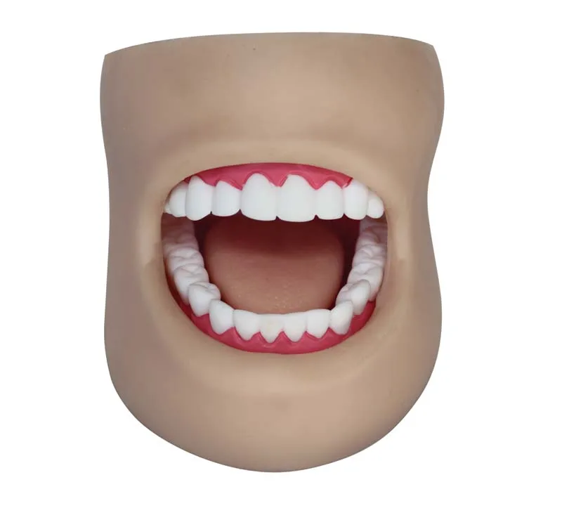 

Medical Educational Human Oral Cavity Dental Care Model with Cheek
