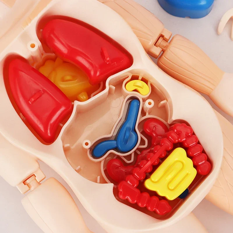 15 pçs conjunto montessori brinquedos crianças ciência educação corpo humano órgão anatomia modelo diy montado brinquedos médicos ferramentas de ensino