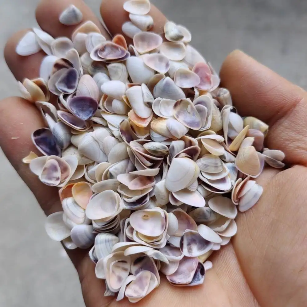 Natural Seashells Starfish Assortment Fish Tank Landscape Ornament Hermit Crab House Crafting Material Gift Art Work