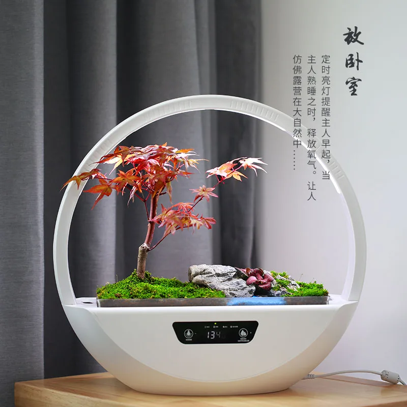 Micro-landscape desktop ornaments ecological basket can be planted with micro-landscape.