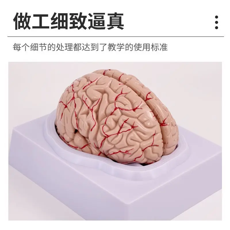 Human Brain Model Cerebrovascular  Brain Anatomy  Medical Brain Head Teaching  Can Be Split Into 8 Pieces