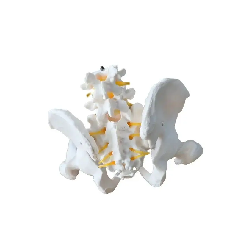 Life size Male pelvis with 2 lumbar vertebrae attached nerves with femoral model medical teaching tools